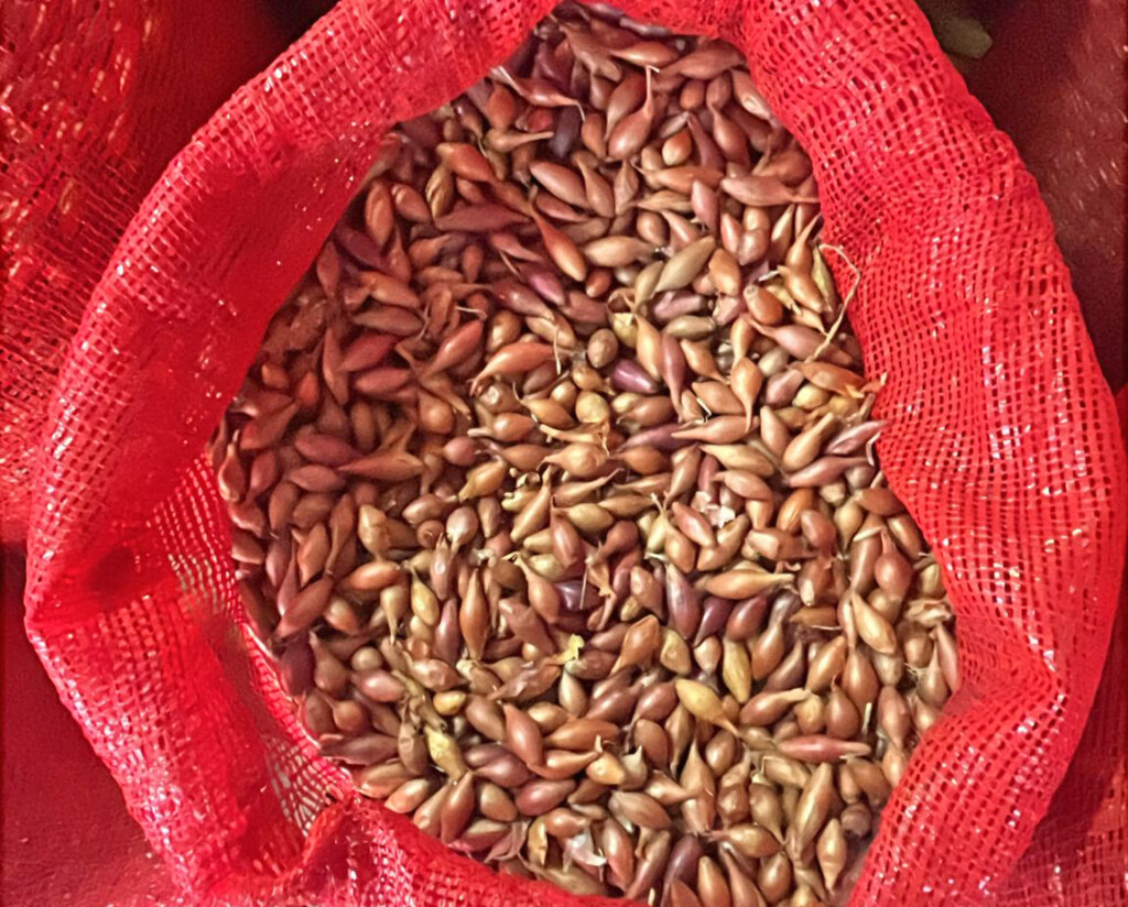 Kırmızı Arpacık 1 Numara